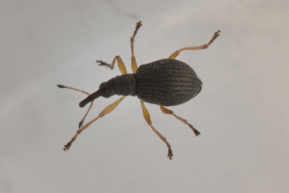 Apionidae:  Protapion nigritarse